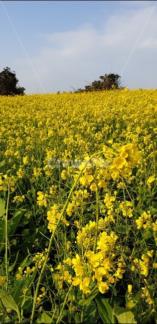 field,들,outdoors,grassland,nature,자연,제주,유채꽃밭,노랑