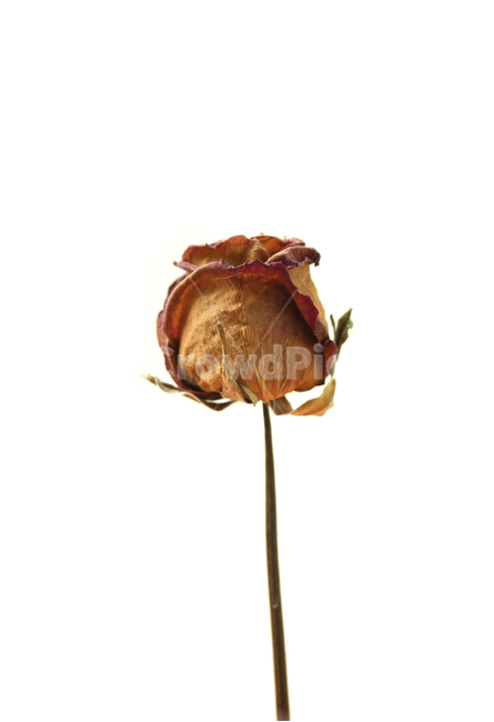 드라이,말린,건조시킨,건조,식물,자연,장미,꽃,장미꽃,로즈,플라워,드라이플라워,레드,빨강,빨간장미,꽃송이,클로즈업,갈색,브라운,흰배경,줄기,꽃,flower,누끼,remove background
