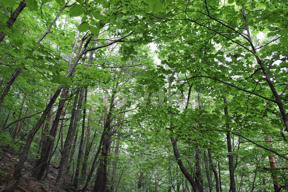 plant,식물,vegetation,초목,land,나라,nature,자연,outdoors,옥외,tree,나무,forest,숲,woodland,삼림지,grove,작은숲