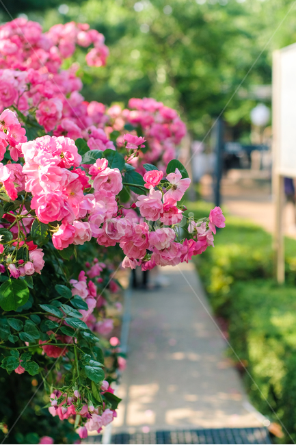 장미,봄,감성사진,핑크,로즈,꽃사진,rose,flower,꽃잎,자연,축제,식물,nature,길,식물,자연,plants,nature,꽃,flower