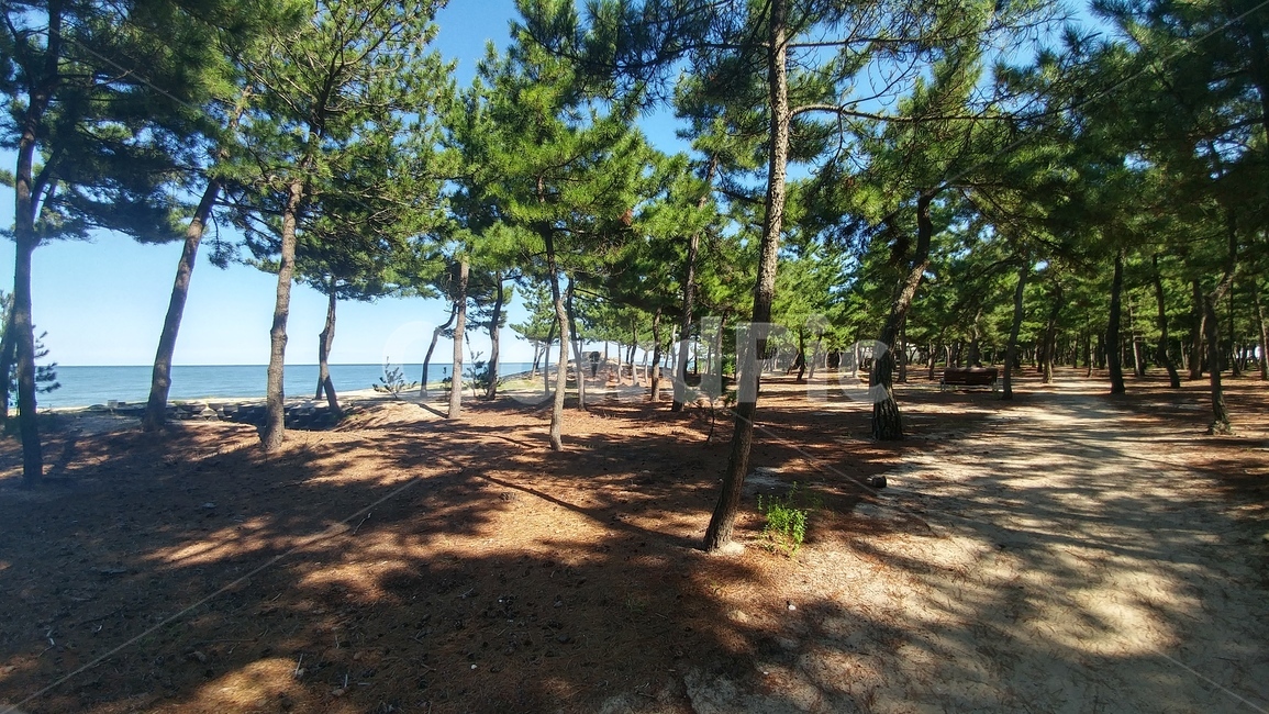강릉,바다,해변,산책,산책길,숲길,해변가,백사장,자연,풍경,nature,landscape,ground,바닥,tree,나무,plant,식물