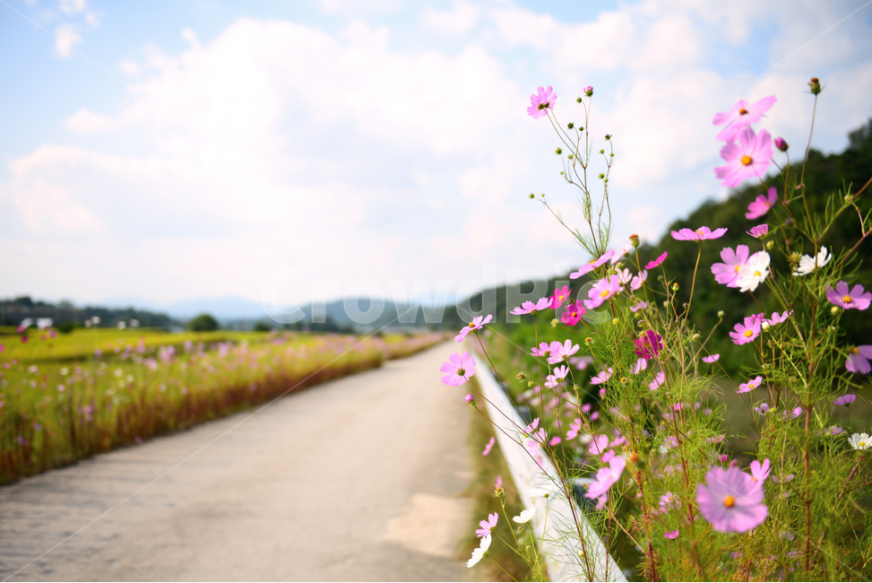 코스모스,가을,꽃,길,산책길,cosmos,fall,autumn,서정적,감성,맑은날,sunny,flower,가을,계절,fall,autumn,season,식물,자연,plants,nature,꽃,flower,plant