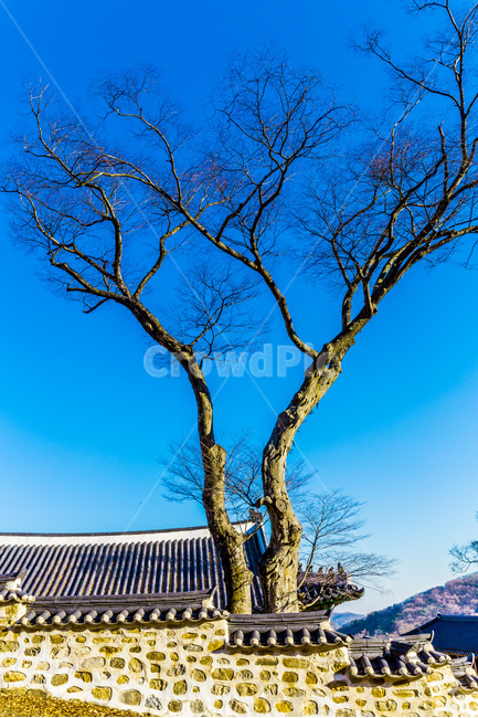 고궁,기와,거목,담벼락,건축,문화유산,한국전통,한국문화,korean traditional,korean culture,식물,자연,plants,nature,나무,trees,wood,건축물,건물외관,exterior,building,structure,architecture,construction