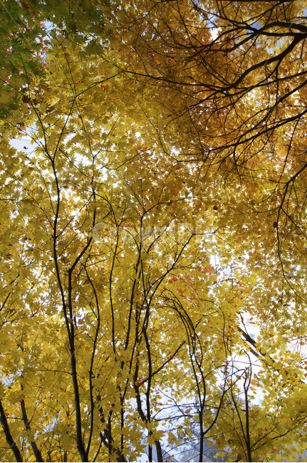 가을,감성,낙엽,sensitive,fall,feeling,감성사진,배경,노랑,가을,계절,fall,autumn,season,tree,나무,plant,식물,tree trunk,나무 줄기
