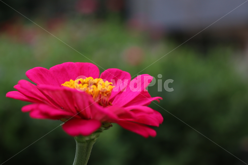 식물,꽃,분홍꽃,꽃한송이,봄꽃,식물,자연,plants,nature,꽃,flower