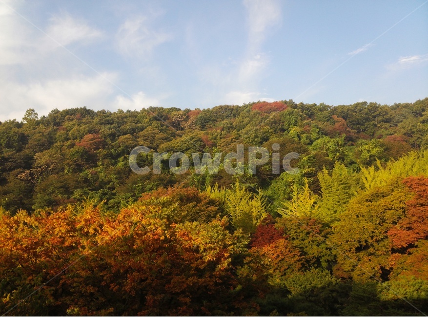가을,단풍,맑은하늘,maple,autumn,가을산,노랑,빨강,초록,fall,bluesky,가을,계절,fall,autumn,season,자연,풍경,nature,landscape,outdoors,옥외