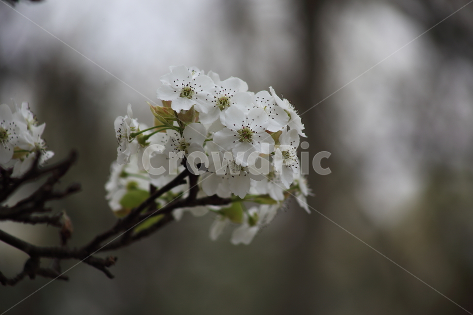 배나무,꽃,배꽃,봄,pear,돌배꽃,PearBlossom,Pyruspyrifolia