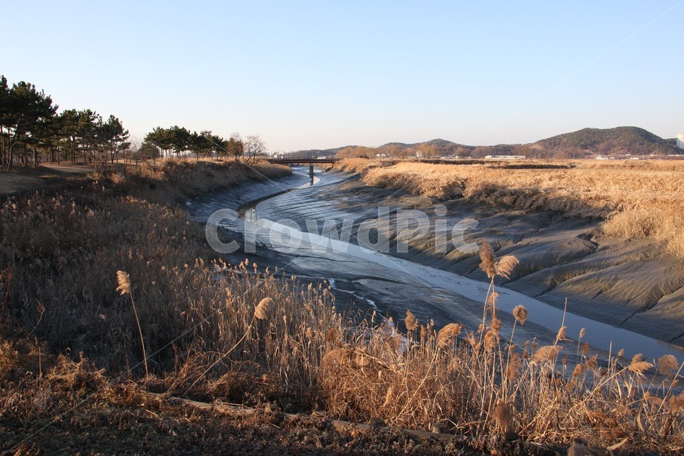 겨울,갯골,갈대,바닷물,나무,겨울,계절,winter,season,자연,풍경,nature,landscape,한국자연풍경,한국자연경관,korea nature landscape,outdoors,옥외,ditch,도랑