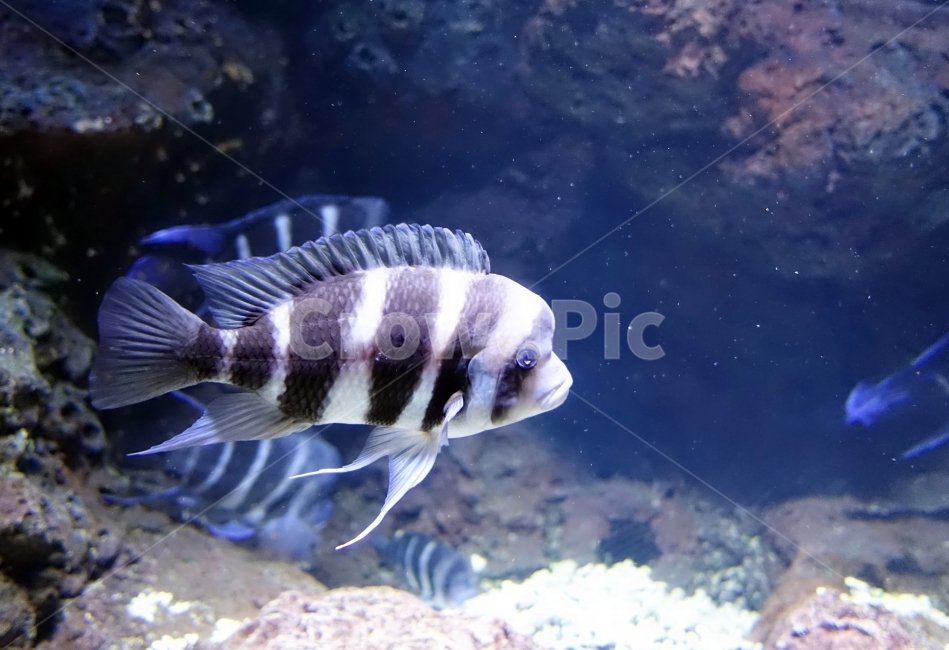 물고기,관상어,아쿠아,바다,아쿠아리우룸,동물,animal,어류,물고기,fish