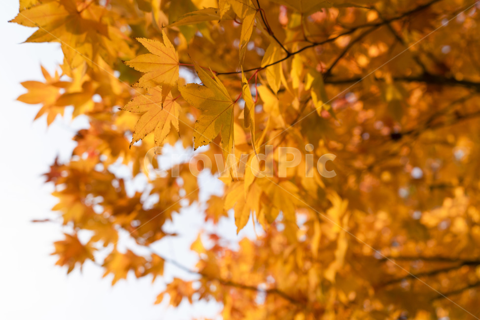 가을,단풍,나무,색감,주황,단풍나무,단풍잎,가을,계절,fall,autumn,season,plant,식물,leaf,잎,tree