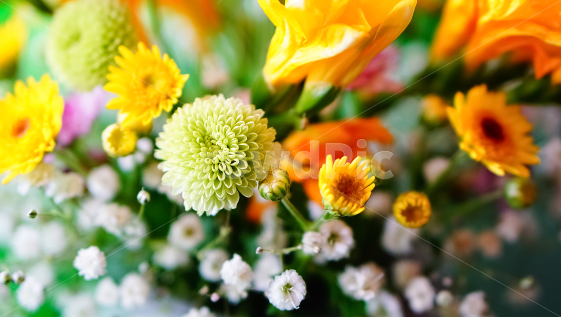 꽃,자연,식물,꽃다발,화분,화병,식물,자연,plants,nature,꽃,flower