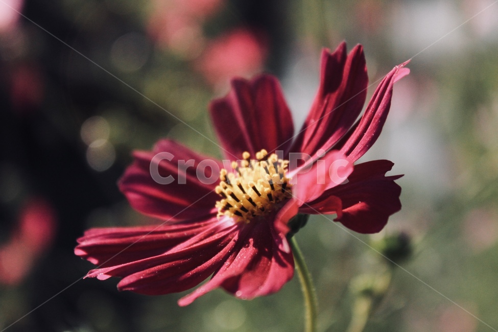코스모스,꽃,꽃술,꽃잎,아웃포커싱,식물,자연,plants,nature,꽃,flower