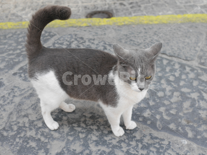 고양이,애완동물,길고양이,동물,꼬리