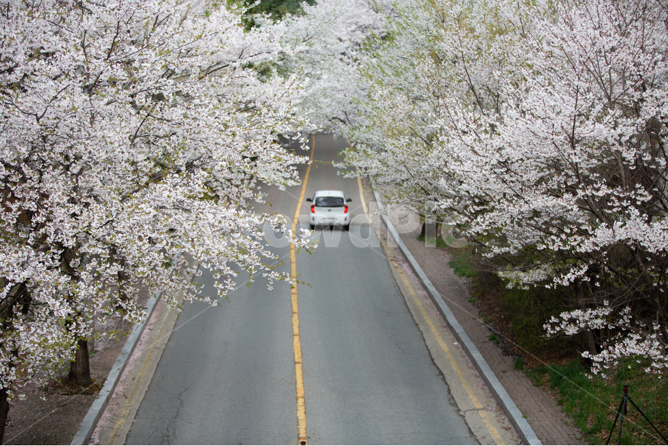 벚꽃,봄꽃,봄,꽃,계절,식물,자연,공존,plant,spring,도로,road,자동차,봄,계절,spring,season