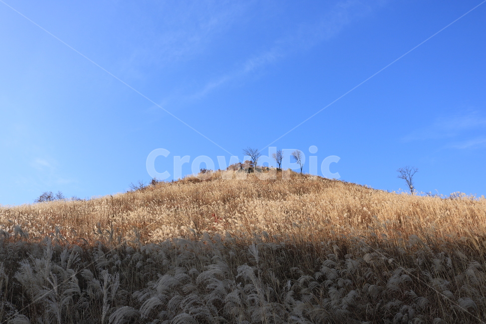 명성산,억새,가을,grassland,목초지,field,들,outdoors,옥외,하늘,파란,가을,계절,fall,autumn,season,자연,풍경,nature,landscape,mound,투수판