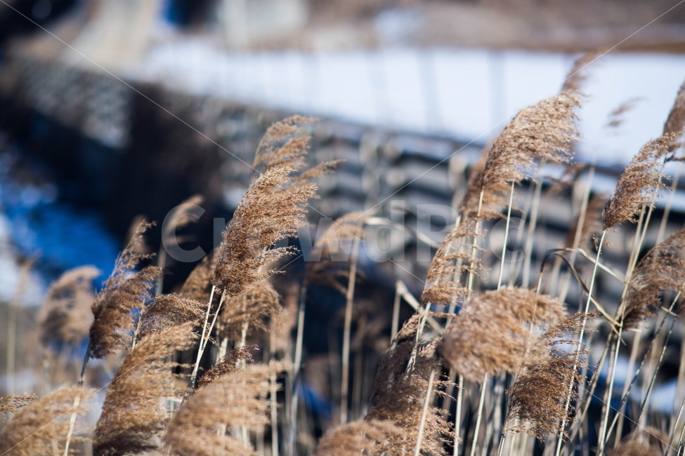 바닷가,한겨울,갈대,칼바람,흔들림,겨울,계절,winter,season,식물,자연,plants,nature,감성,sensible,feeling