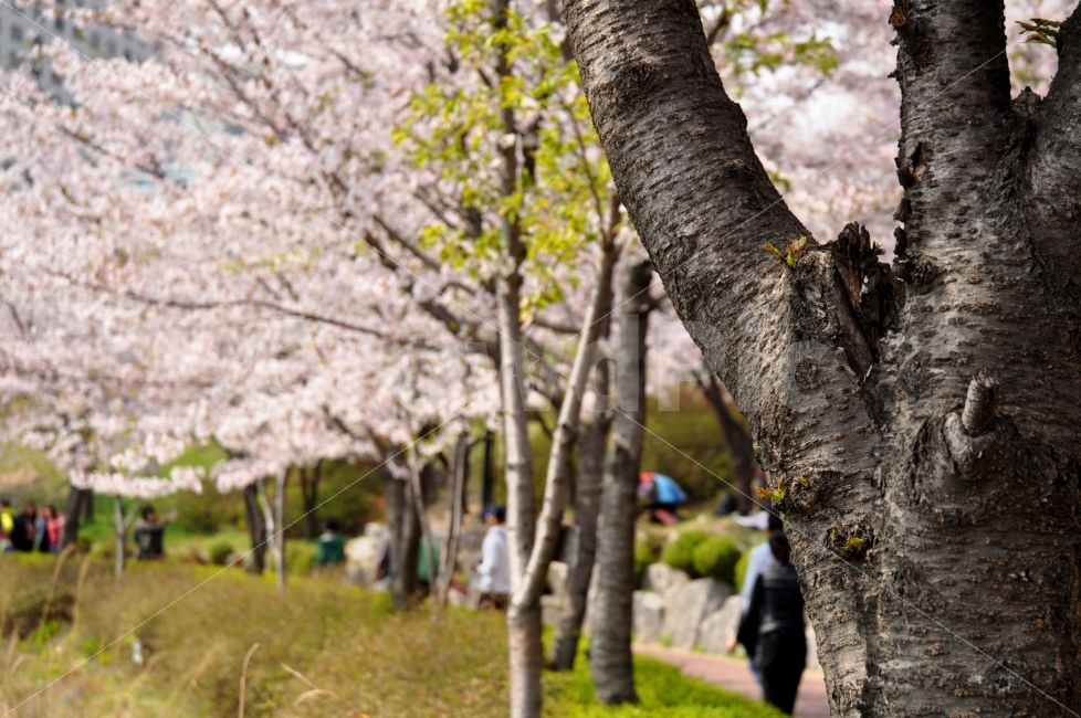 봄,벚꽃축제,석촌호수,호수,벚꽃,계절,축제,꽃,나무,사람들,한국,만개,korea,spring,season,cherryblossom,festival,cherryblossomtrees,cherryblossomleaves,lake,flowers,people,자연,풍경,nature,landscape,봄,계절,spring,season,식물,plants,축제,행사,festival,carnival,event,plant,tree