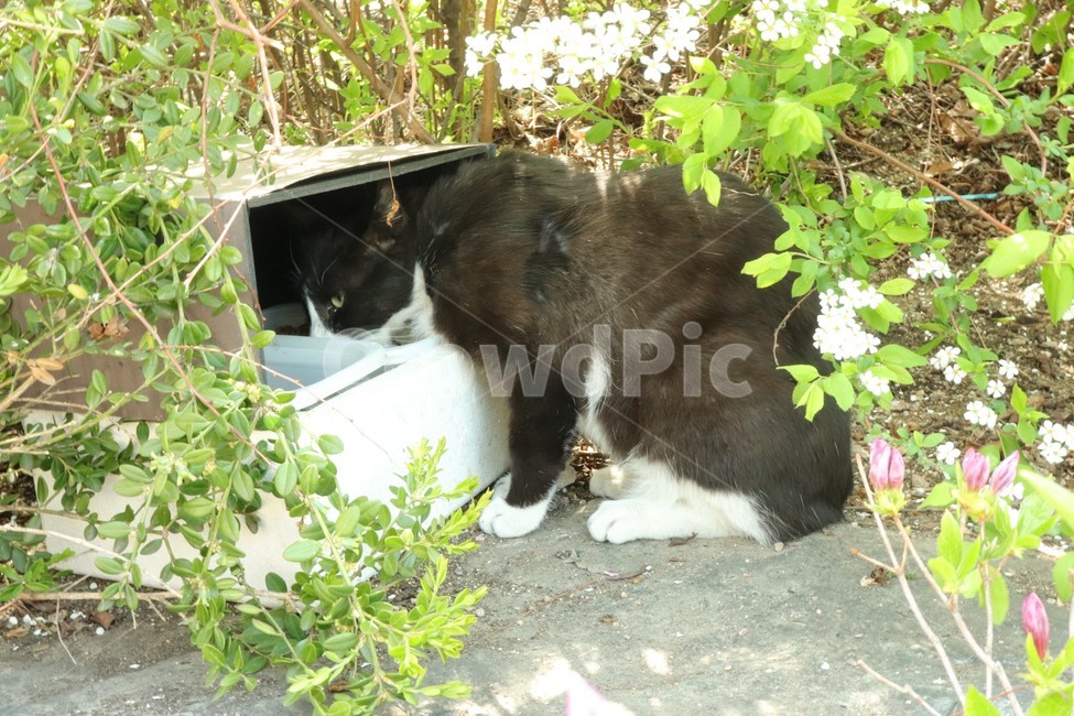 길고양이,동물,풀,식물,고양이,식사중