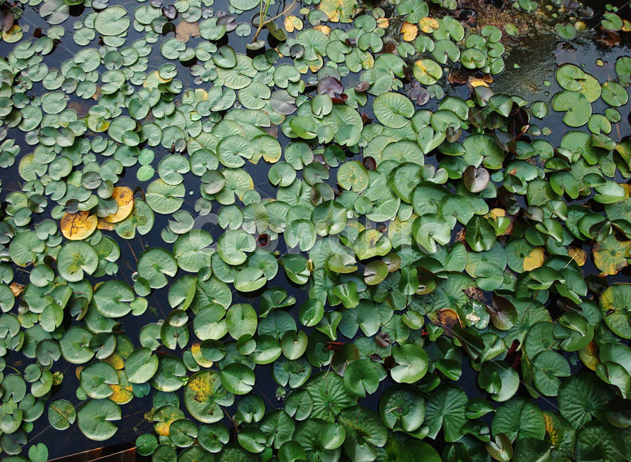자연,식물,수련,녹색,grass,잎,식물,자연,plants,nature