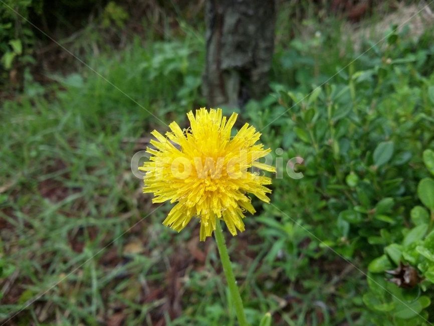 식물,plant,꽃,자연,flower,식물,자연,plants,nature