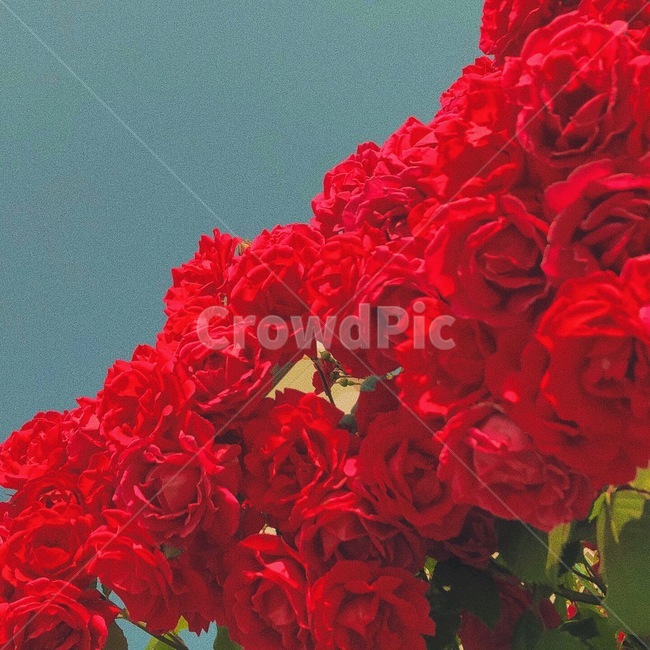 자연,감성,꽃,장미,장미꽃,식물,자연,plants,nature,꽃,flower