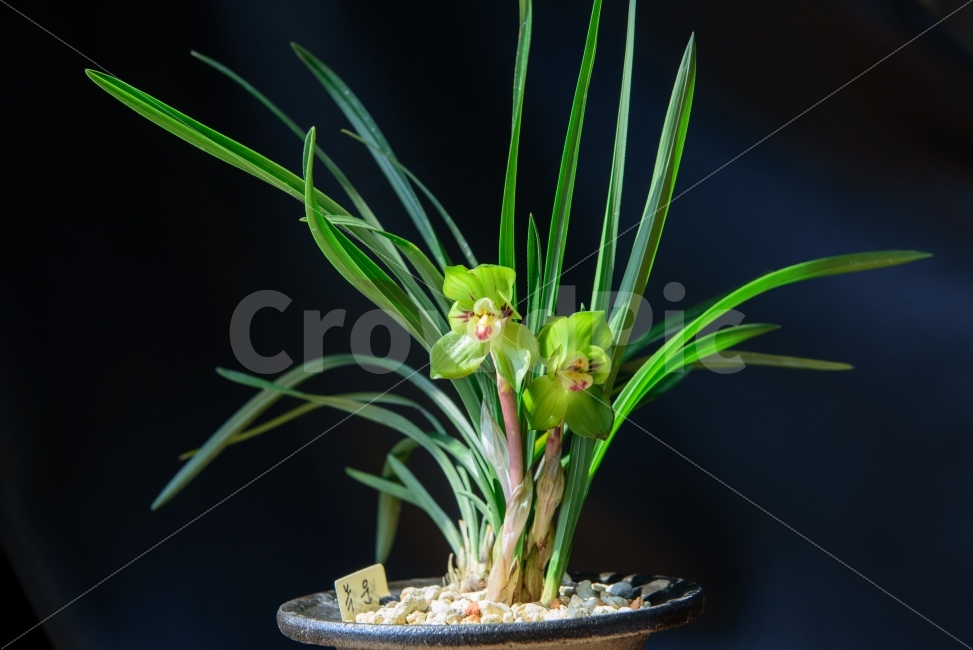 난,중국난,녹운,중국난녹운,식물,식물,자연,plants,nature,꽃,flower