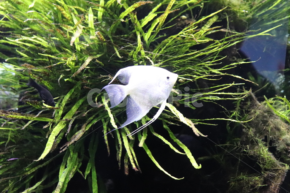 water,물,animal,동물,물고기,fish,aquatic,어류,물고기,fish