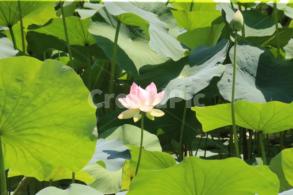 꽃,연꽃,연잎,축제,화사함