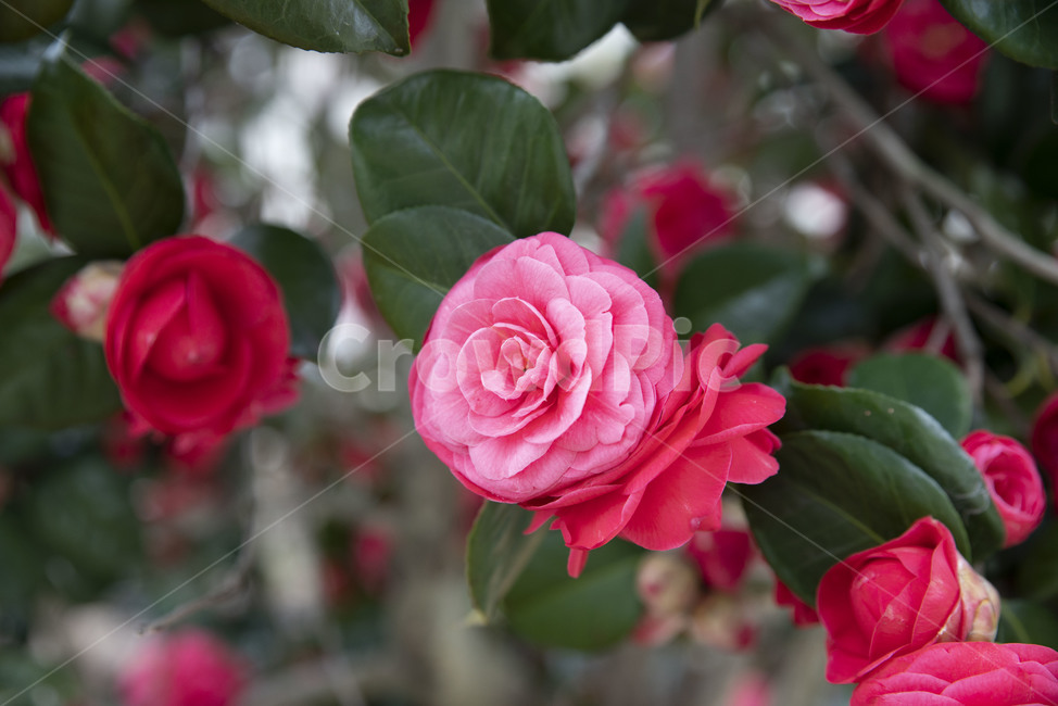 동백,동백꽃,핑크,겨울꽃,rose,장미,blossom,꽃,flower,plant,식물
