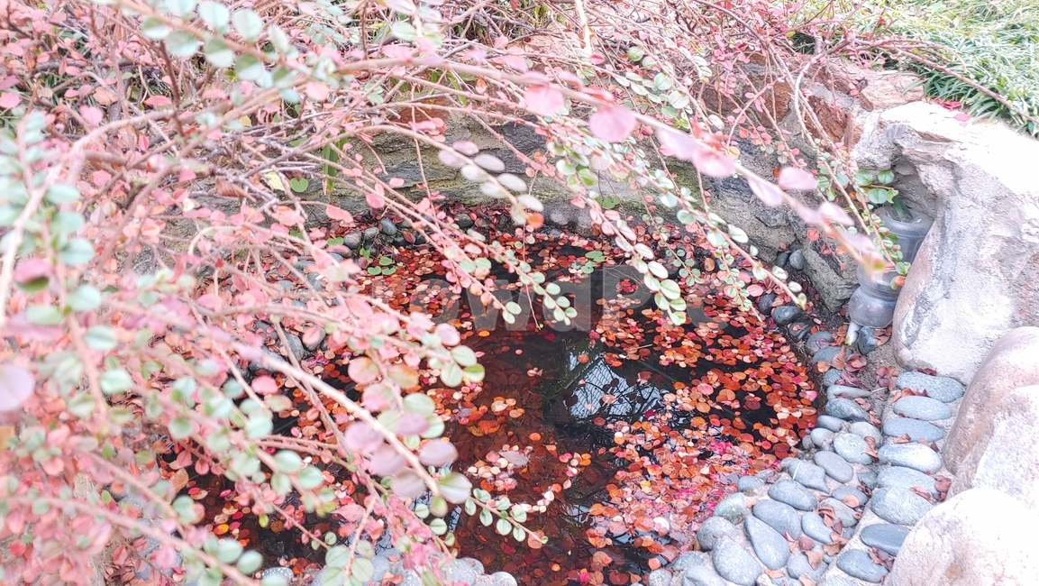 plant,식물,leaf,잎,낙엽,물가,떨어진잎
