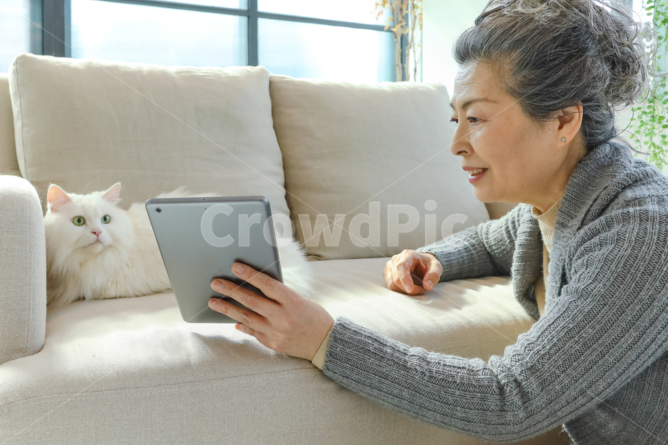 고양이,노인,여성,일상,반려동물,은퇴,여가,여유,행복,미소,만족,즐거움,생활,인테리어,실내,소파,의자,창문,하얀고양이,무릎냥,나이든여성,흰색,회색,붉은색,베이지색,따뜻함,포근함,할머니,60대여성,70대여성,흰머리,사랑,신뢰,동거,반려,애완동물,동물,백발,우아한,고귀한,귀여운,안기다,앉다,마주보다,웃다,책,타블릿,읽다