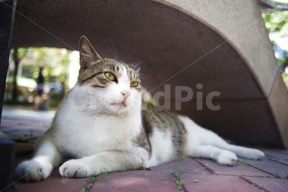 고양이,길고양이,길냥이,냥이,누워있는고양이,쉬는고양이,Cat,Kitty,Kitten,cute,lovely,adrable,lay,laydown,street,streetcat,stray,straycat,wild,wildlife,wildcat,동물,animal,고양이,cat,kitten,kitty,포유류,mammal