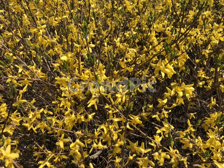 개나리,식물,노란꽃,개나리꽃,자연,봄,계절,나무,꽃,flower,forsythia,yellow