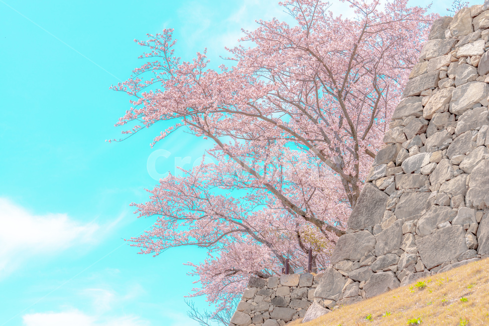 cherryblossom,cherry,background,season,pink,natural,nature,blossom,plant,beautiful,flower,spring,tree,bloom,fullbloom,벚꽃,버찌,벚나무,배경,벚꽃시즌,분홍,핑크,자연,식물,아름다움,꽃,봄,나무,만개,unrealistic,animation,distinctive,mood,비현실적인,애니메이션,독특한,분위기,sky,skybackground,하늘,하늘배경,pastelcolor,fairytale,파스텔톤,동화,봄,계절,spring,season