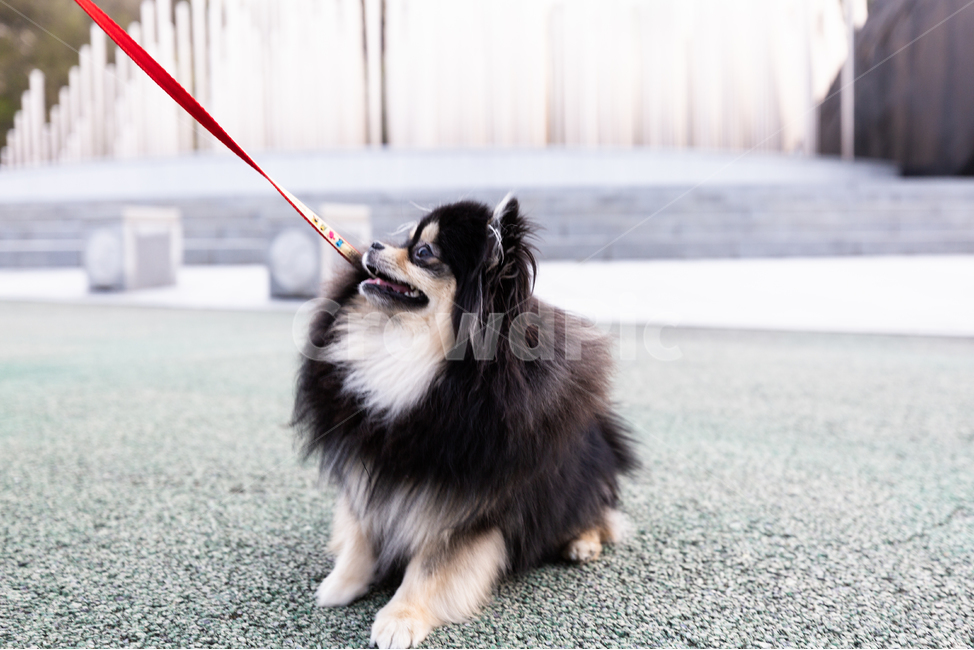 doll,Pomeranian,black tan,form,puppy,Gangjwi,pomeranian,cuteness,animal,Dog,dog,walk