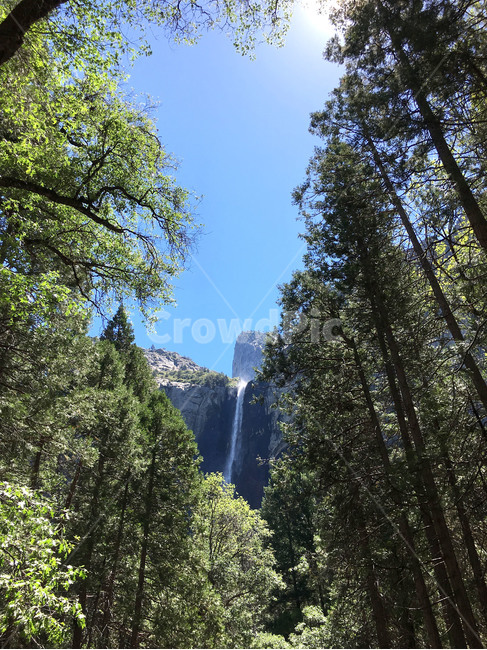 tree,나무,plant,식물,전나무,abies,아비,폭포,waterfall,요세미티국립공원,yosemitenationalpark,자연,풍경,nature,landscape