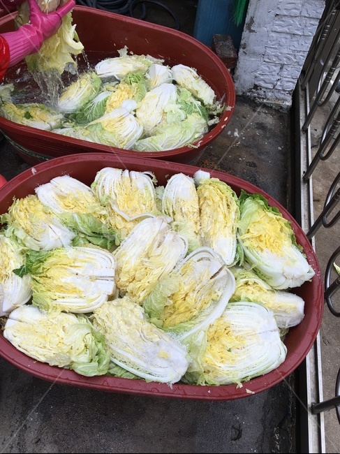 배추,절인배추,김치,김장,음식,고무다라이,대야,겨울,음식,식재료,요리,food,cook,meal,dishes,food reserves