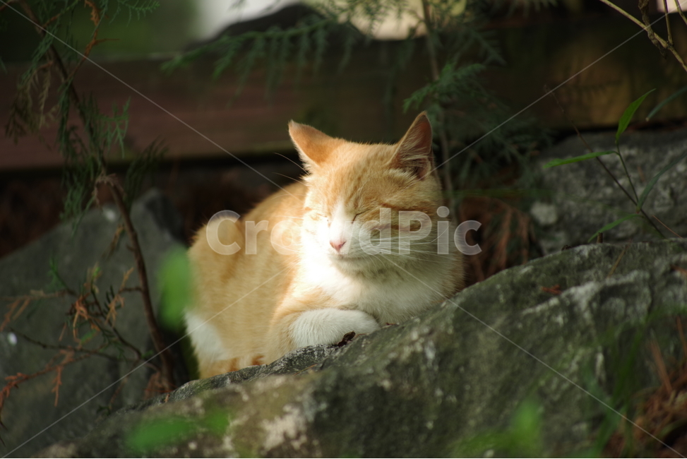 photo,Korean Shorthair,stray cat,cat,stripe,nose short,animal,Street,background photo,tabby,photography,snap