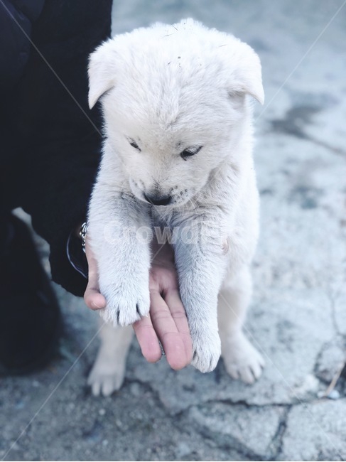 진돗개,강아지,하얀털,동물,개,동물,animal,포유류,mammal,개,강아지,dog,doggy