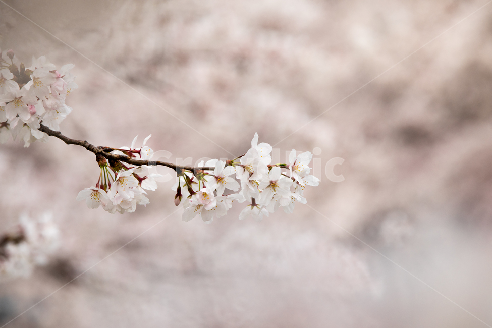 벗꽃,벚꽃,꽃,봄꽃,나무가지,봄,계절,spring,season,식물,자연,plants,nature,꽃,flower,plant,blossom