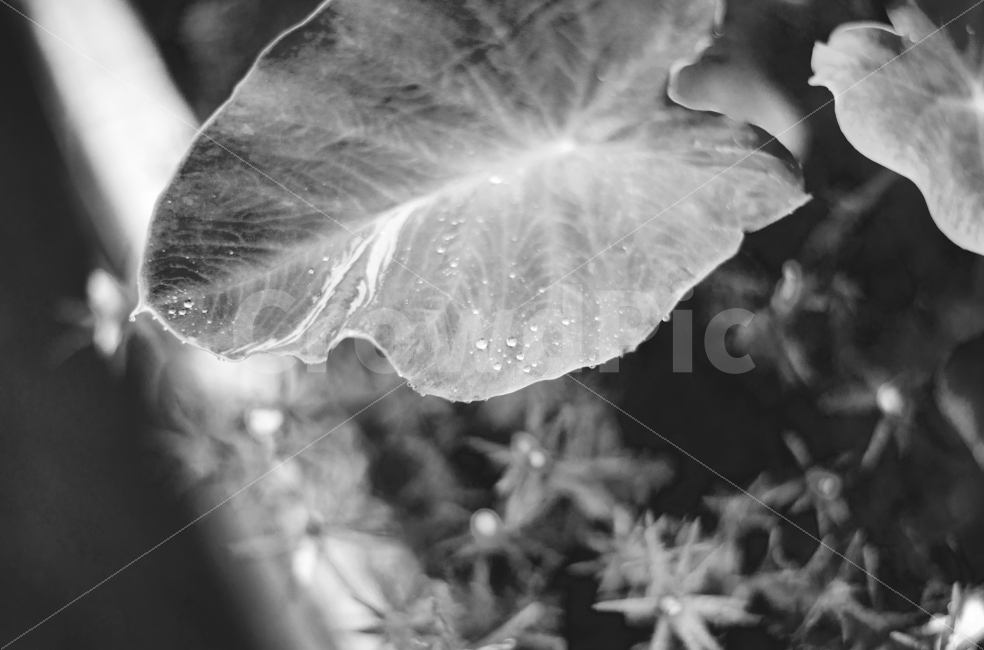 비,레인,rain,비오는날,빗방울,빗물,rainyday,흑백,BW,blackwhite,흑백사진,비,비오는날,rain,rainy,식물,자연,plants,nature,흑백,모노톤,monochrome,black and white