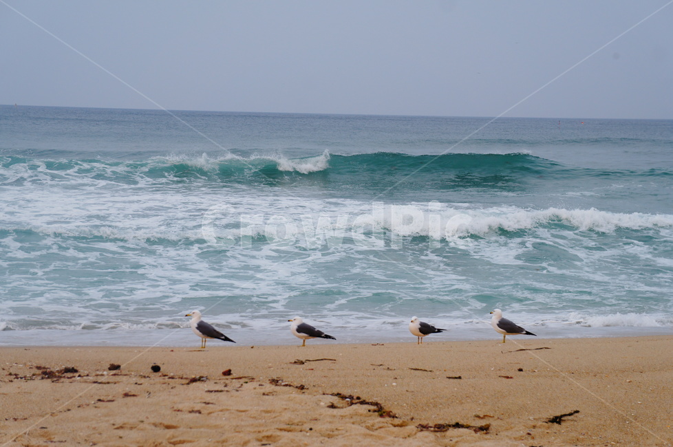 바다,해변,파도,갈매기,동물,시원함,청럄감,자연,풍경,nature,landscape,해변,바다,beach,sea,동물,animal,조류,새,birds,ocean,대양,water,물,outdoors,옥외,bird