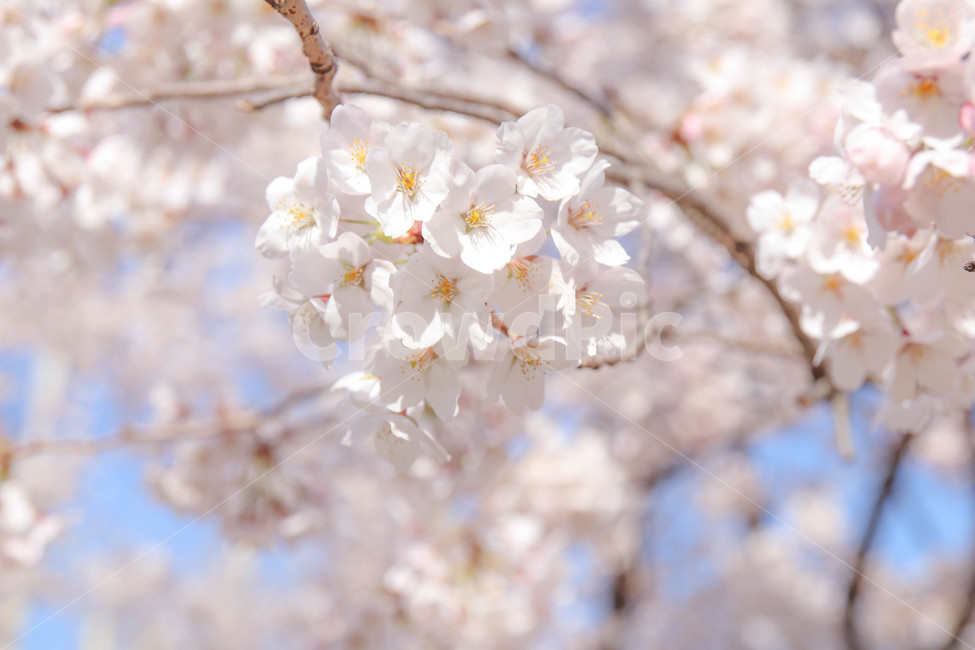 하트,벚꽃,하트벚꽃,봄,봄꽃,꽃,blossom,cherryblossom,flower