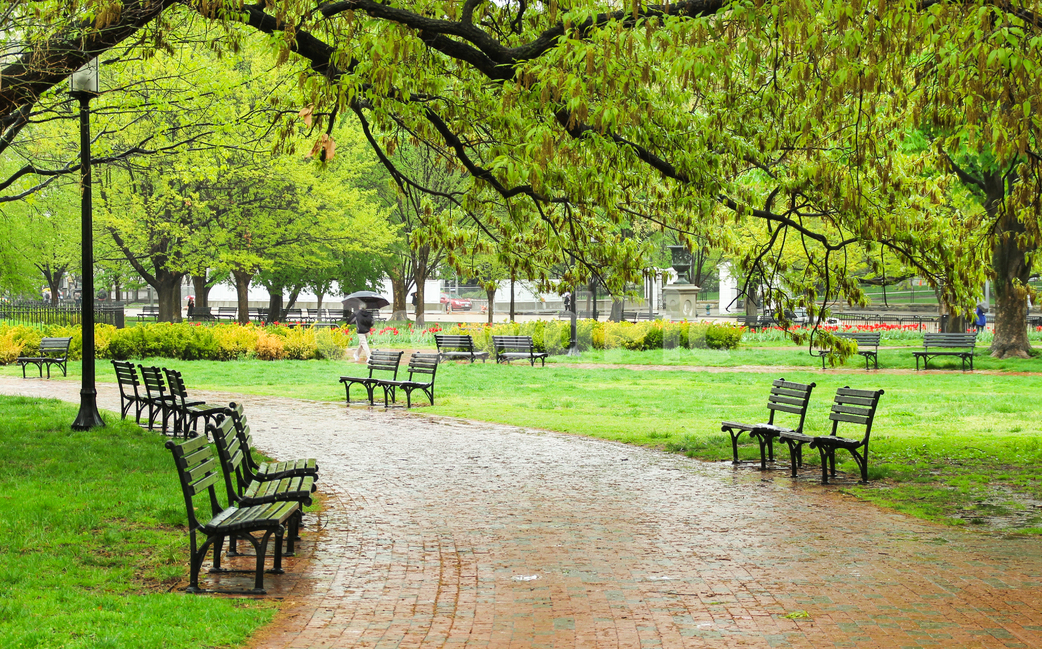 usa,capital,forest,tourism,scenery,trees,peaceful,spring,rainy,leaves,grass,spring day,quiet,spring rain,moist,park,travel destination,green,bench,chair,tourist destination,lush,leisurely,refreshing,washington,travel,boardwalk,walk