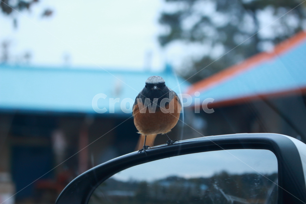 새,bird,조류,작은새,버드