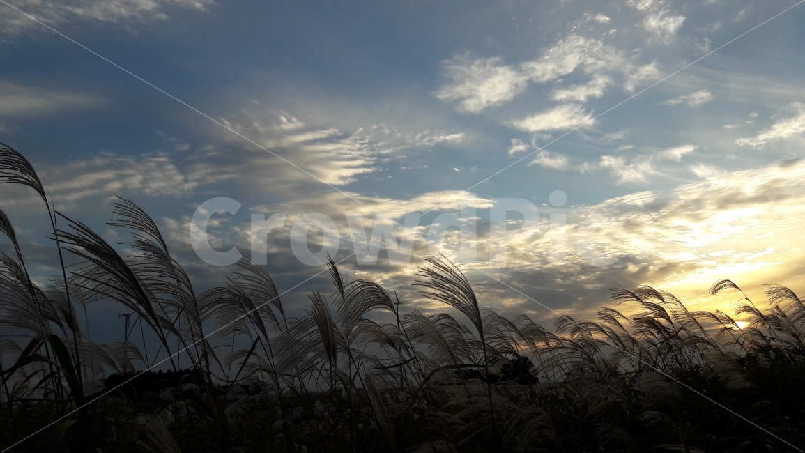 하늘공원,석양,억새풀,축제,파란하늘,가을,계절,fall,autumn,season,자연,풍경,nature,landscape,grass,잔디,plant,식물,lawn,reed,갈대