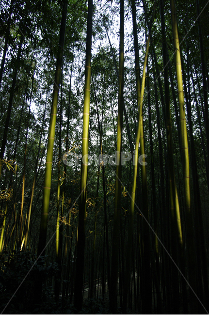 죽녹원,대나무,숲,식물,나무,자연,풍경,nature,landscape,plant