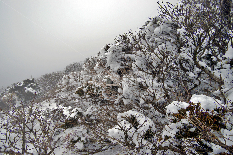 겨울산,한라산,설경,설산,한라산설경,겨울,설화,눈,겨울,계절,winter,season