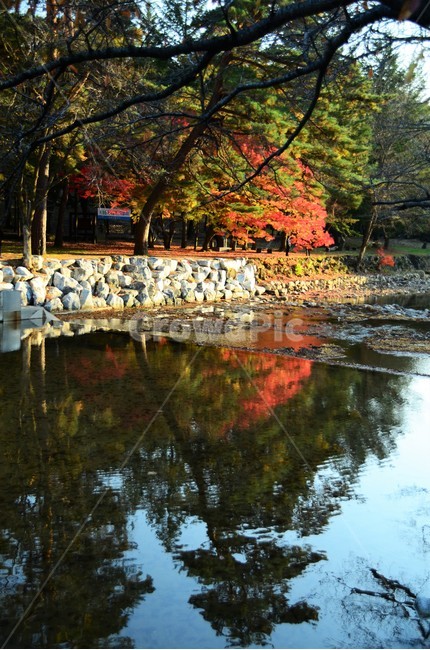 단풍,가을,가을단풍,단풍나무,나무,산,자연,fall,autumn,season,가을,계절,fall,autumn,season,water,물,nature,outdoors,옥외,tree,plant,식물,land,땅