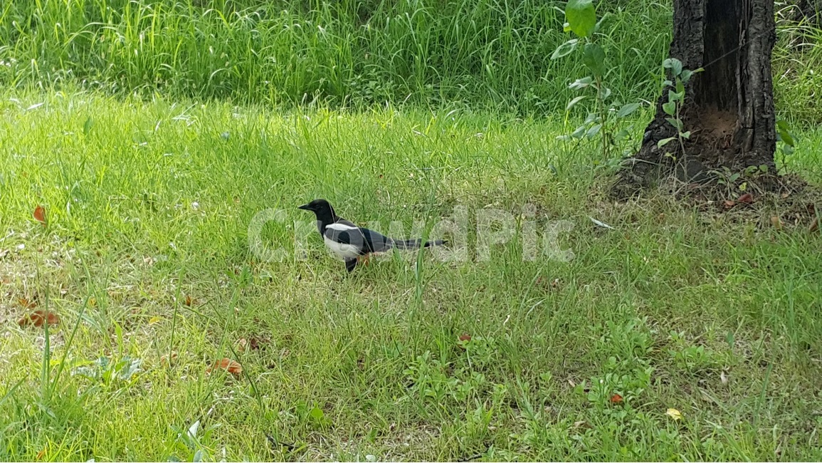 bird,새,animal,동물,kkichi,까치,동물,animal,조류,새,birds